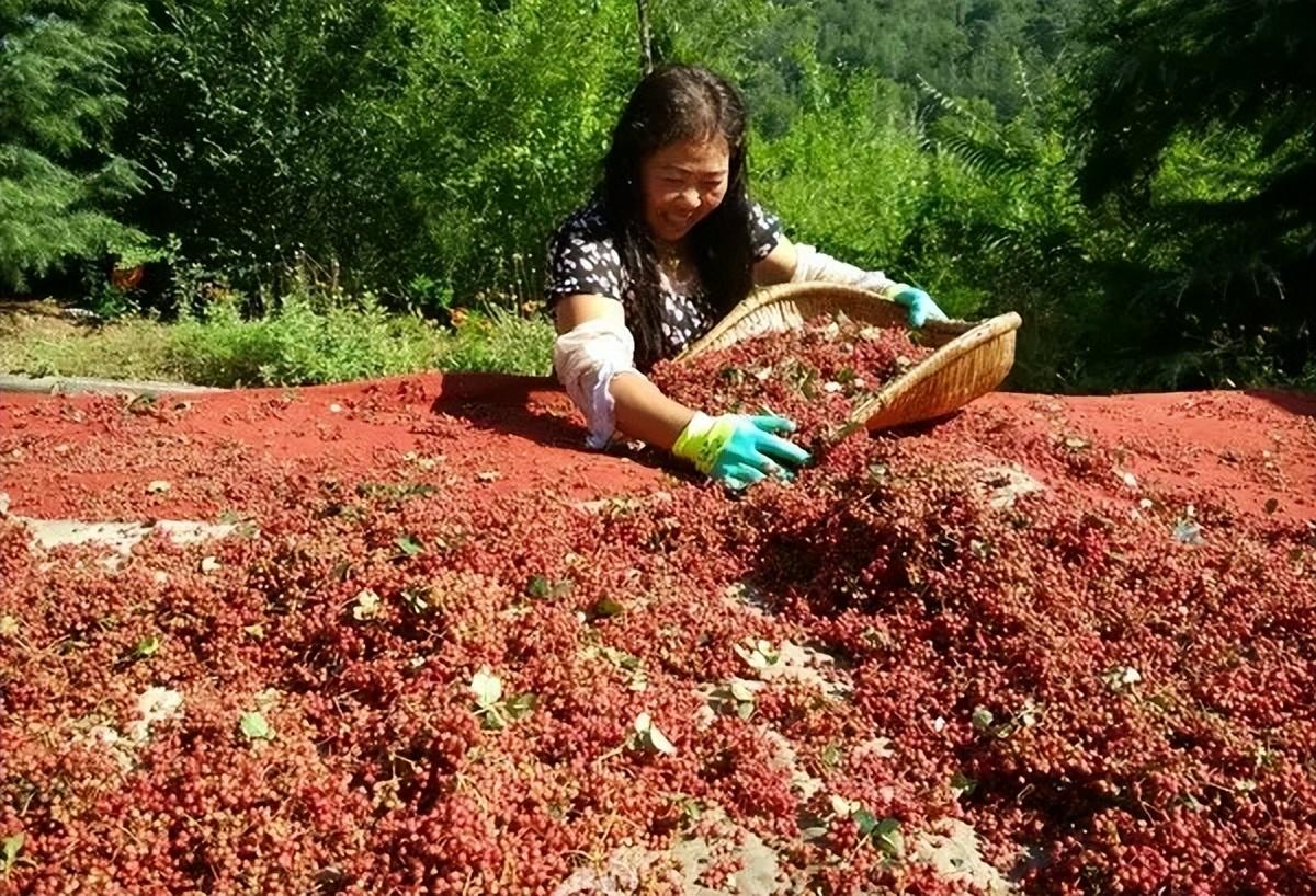 大红袍花椒产地在哪里最好 ？-8
