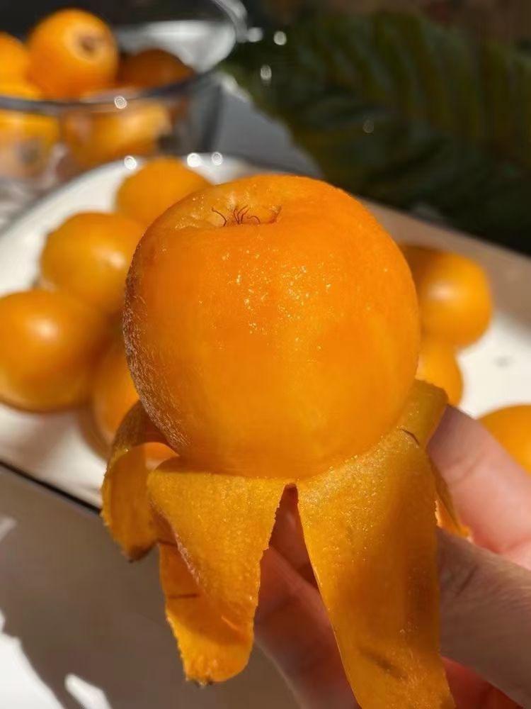 枇杷膏的制作方法和配方比例（川贝枇杷膏制作方法）-1