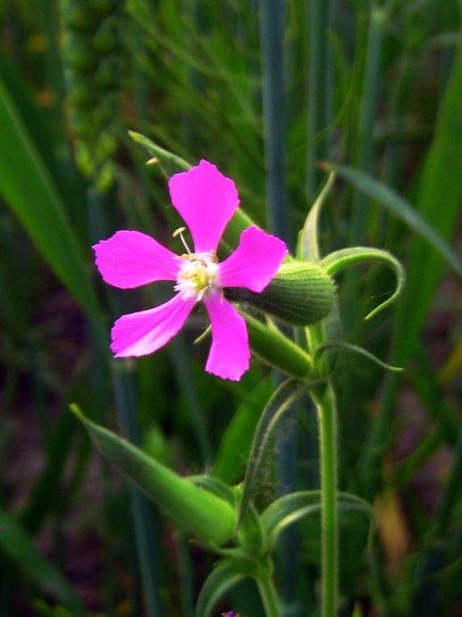面条菜的种植时间和方法_面条菜种子几天发芽-1