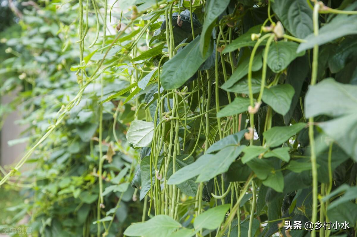长豆角的种植方法和时间（早豆角什么时间种）-9