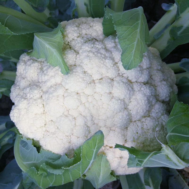 安陆白花菜什么时候种植 白花菜种植时间和方法-2