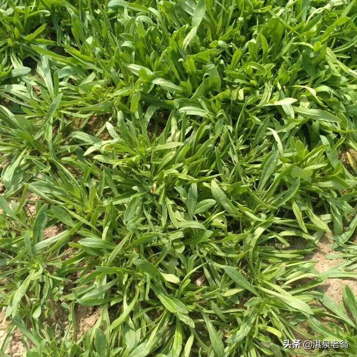 面条菜的种植时间和方法_面条菜种子几天发芽-3