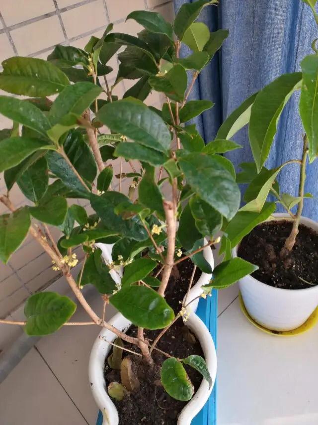 桂花的种植方法与技巧 桂花的栽培技术-10