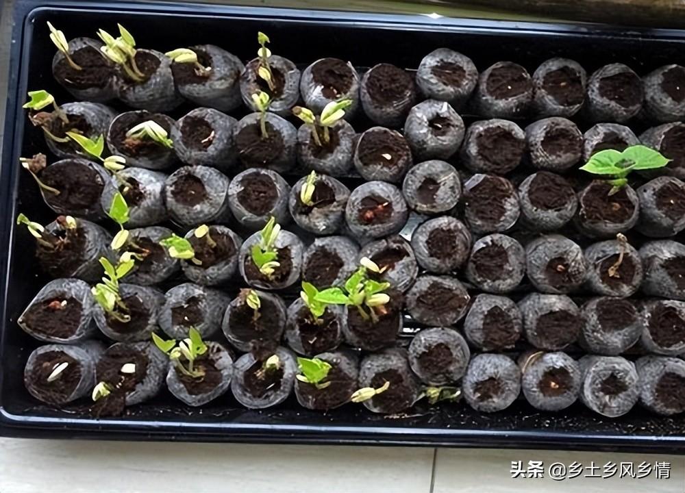 蛇豆的做法大全家常菜，蛇豆育苗方法技巧-4