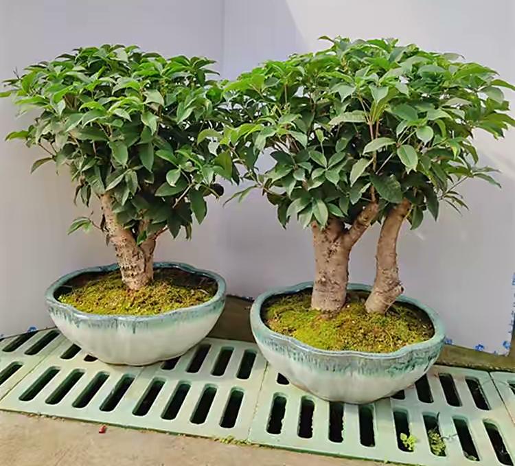 桂花的种植方法与技巧 桂花的栽培技术-2