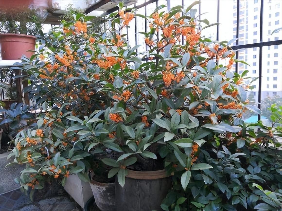 桂花的种植方法与技巧 桂花的栽培技术-13