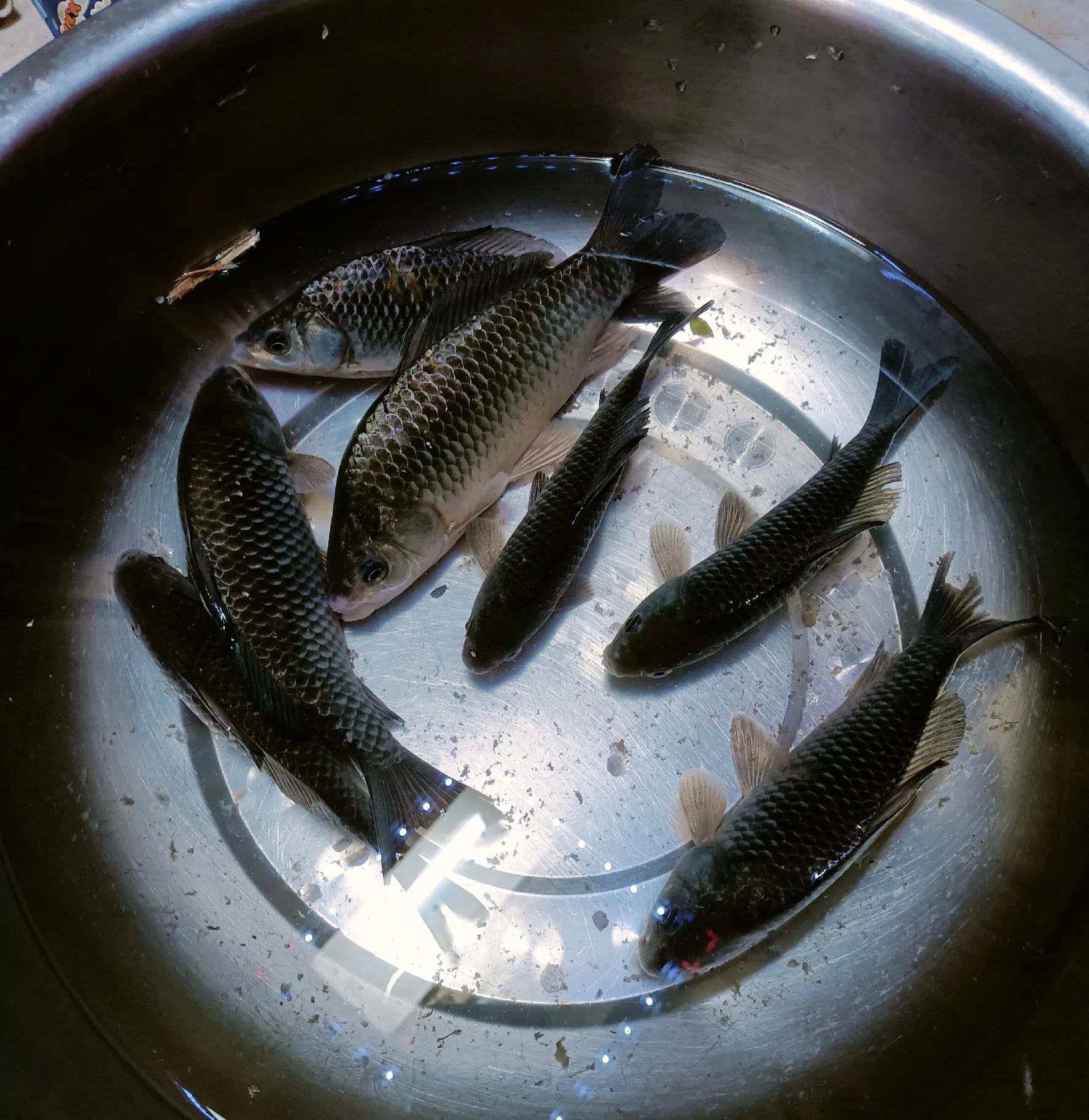 鲫鱼豆腐汤怎么炖好喝又营养「干货」-1
