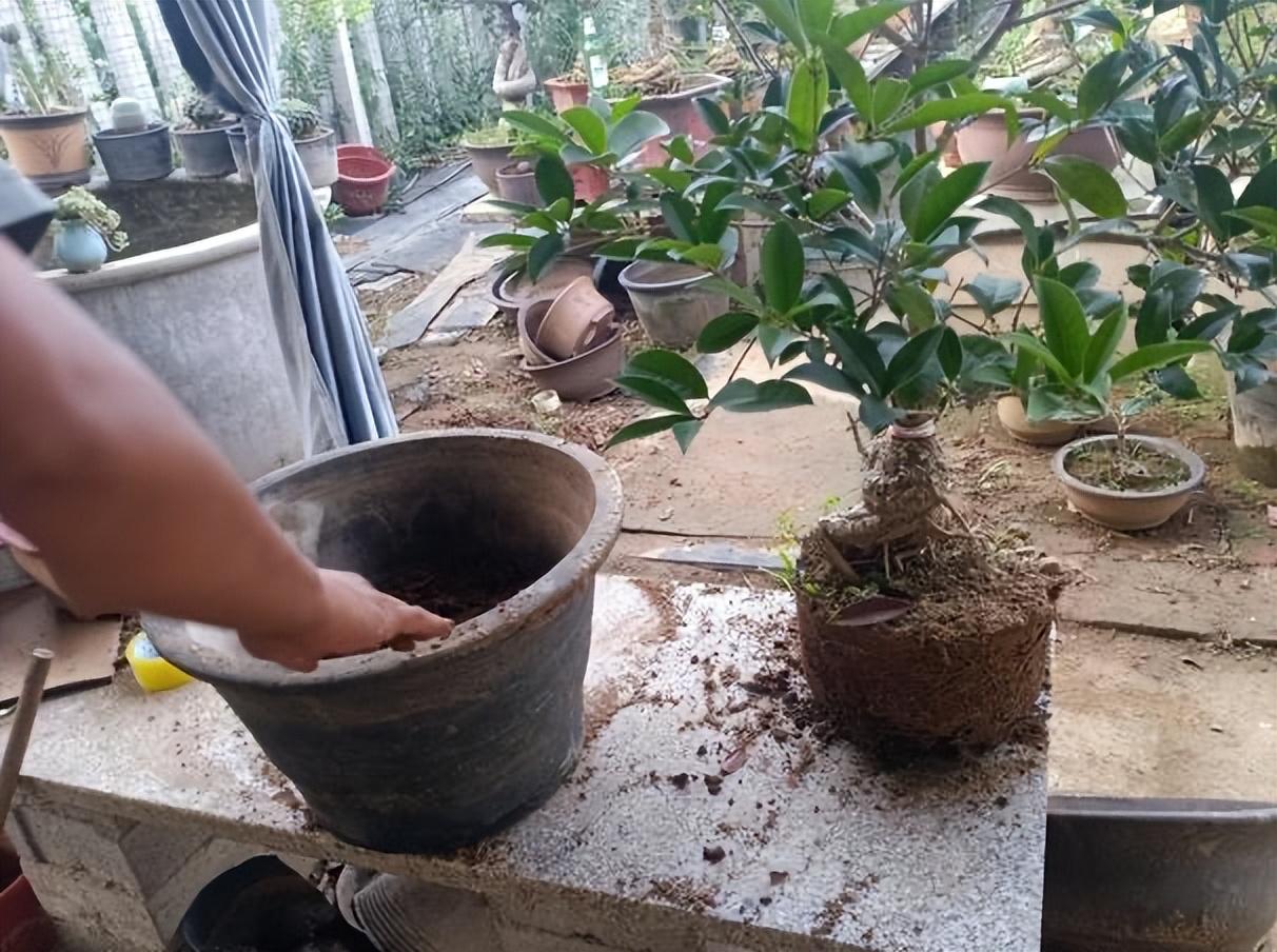 桂花的种植方法与技巧 桂花的栽培技术-7