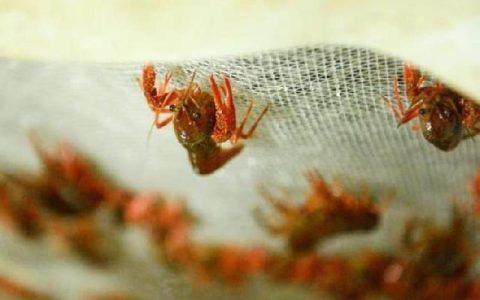 上海小龙虾多少钱一斤？
