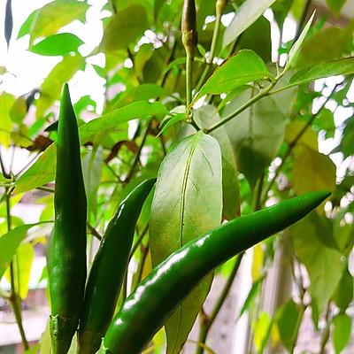 舌尖上的中国美食菜谱大全_舌尖上的中国家常菜-5