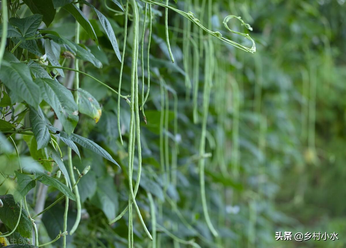 长豆角的种植方法和时间（早豆角什么时间种）-6