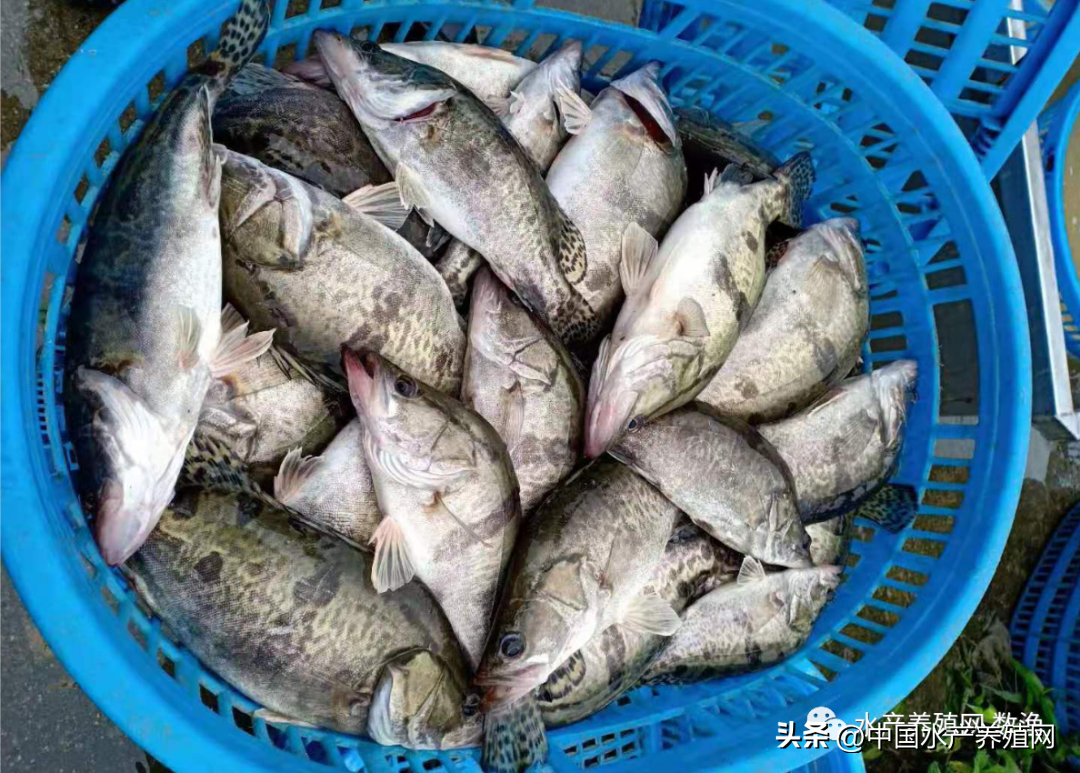 桂花鱼多少钱一斤2022年市场价(图文详解)-5