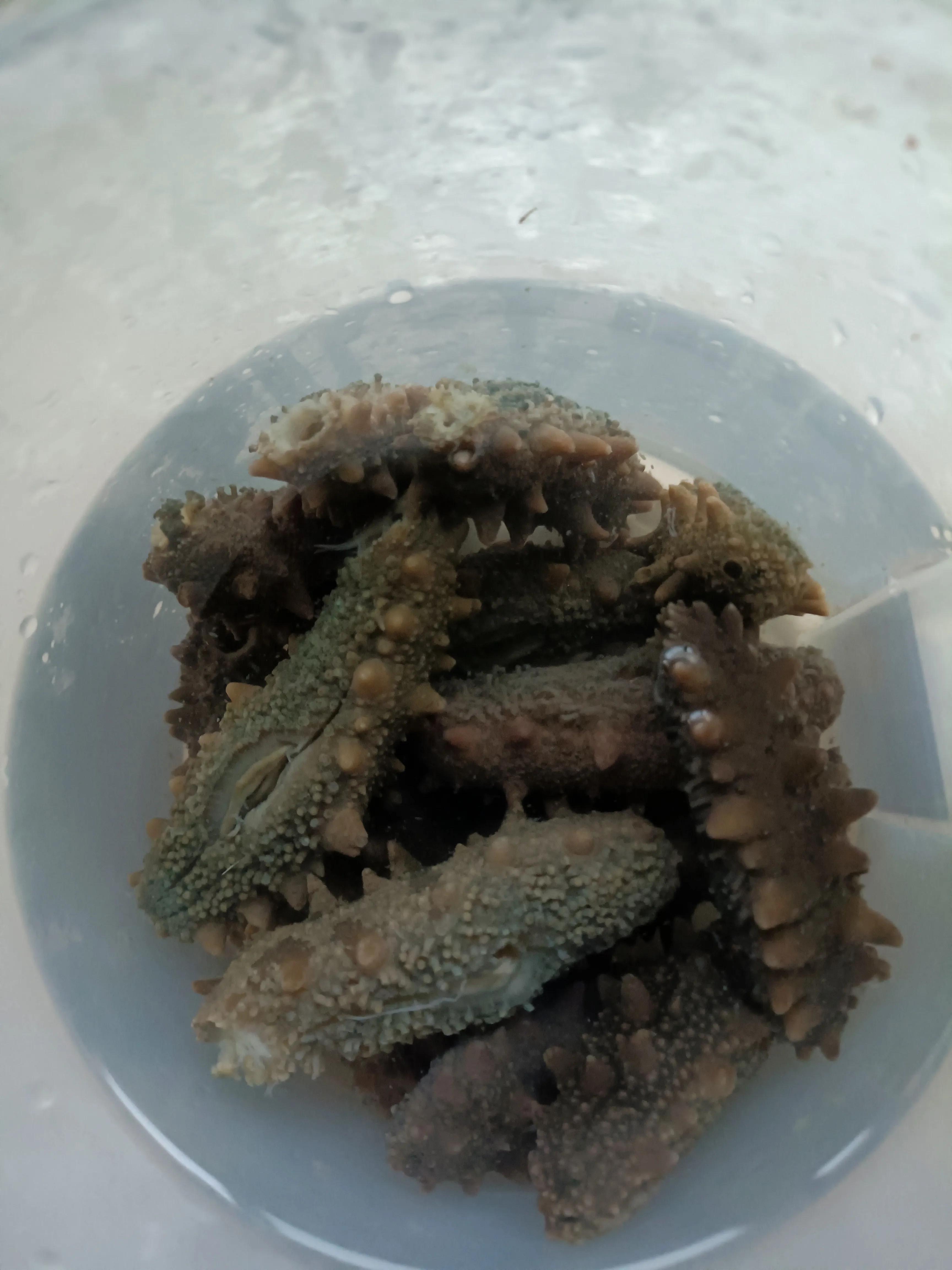 如何做葱烧海参好吃 （葱烧海参正宗做法）-2