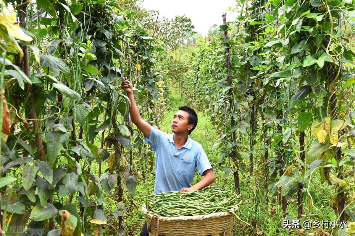 长豆角的种植方法和时间（早豆角什么时间种）-8