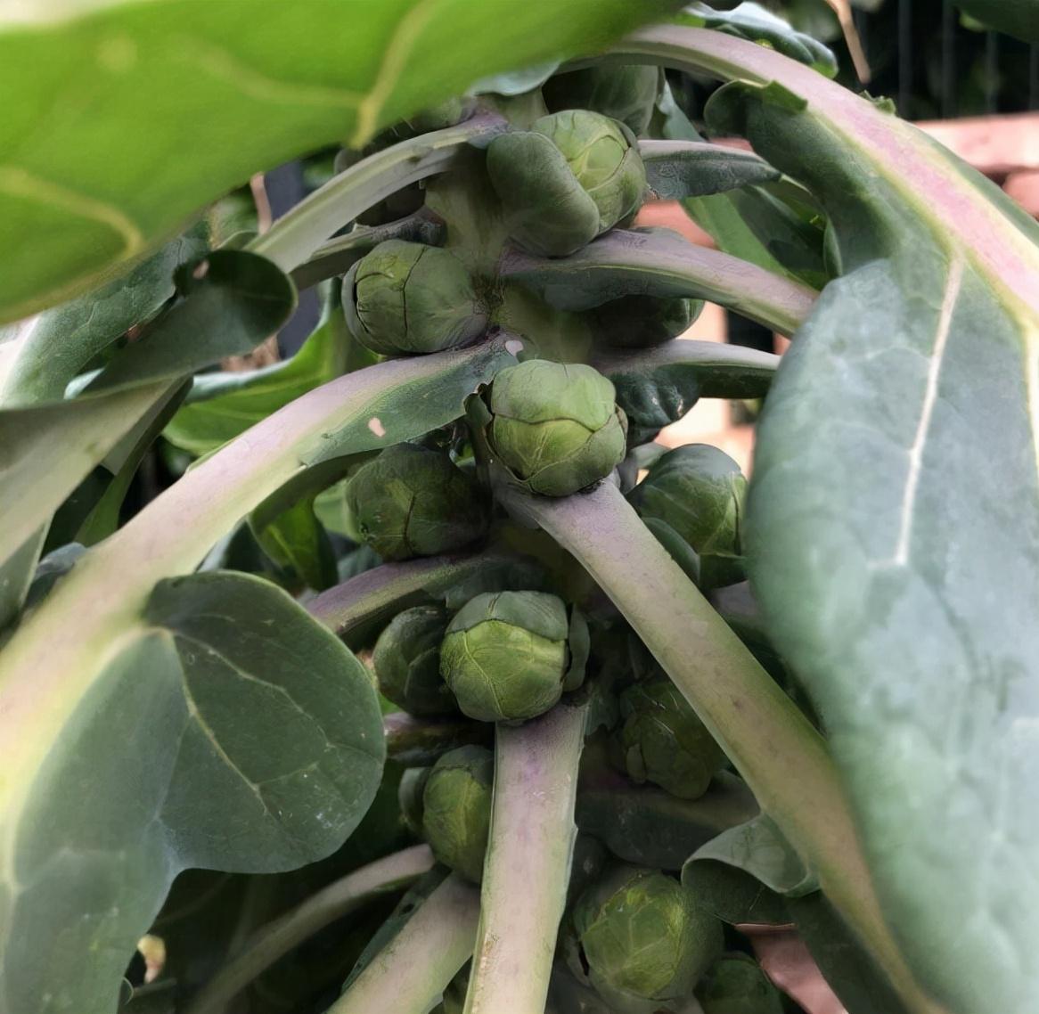 迷你卷心菜怎么做好吃，小包菜球怎样做好吃？-1