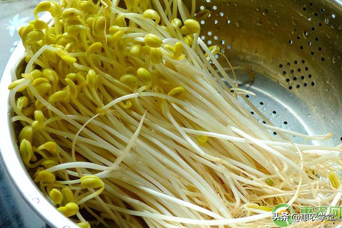 发黄豆芽最简单的方法（黄豆发芽的过程七天图）-1