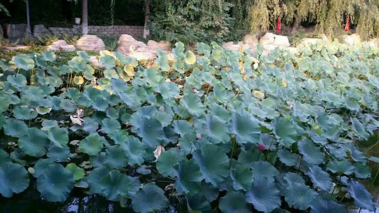 炸酱面暖暖的味道（详解）-3