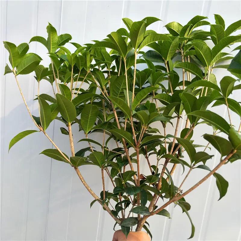 桂花的种植方法与技巧 桂花的栽培技术-5