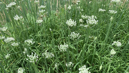 韭菜花的做法大全窍门_干韭菜花怎么做最好吃-1