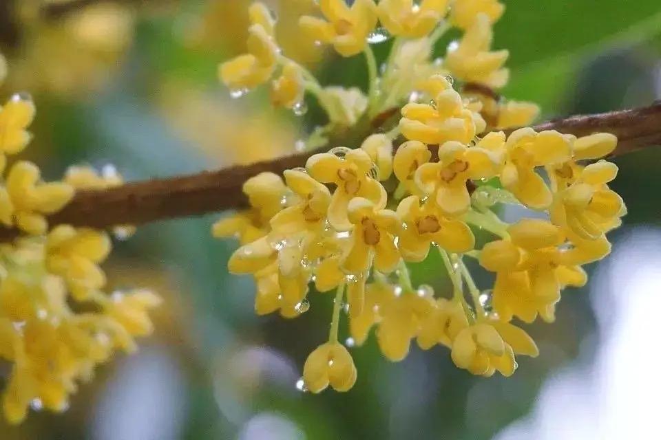 桂花的种植方法与技巧 桂花的栽培技术-1