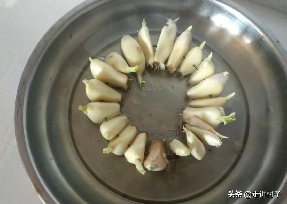 蒜苗的种植方法及时间（开春种蒜多久可以吃蒜苗）-3