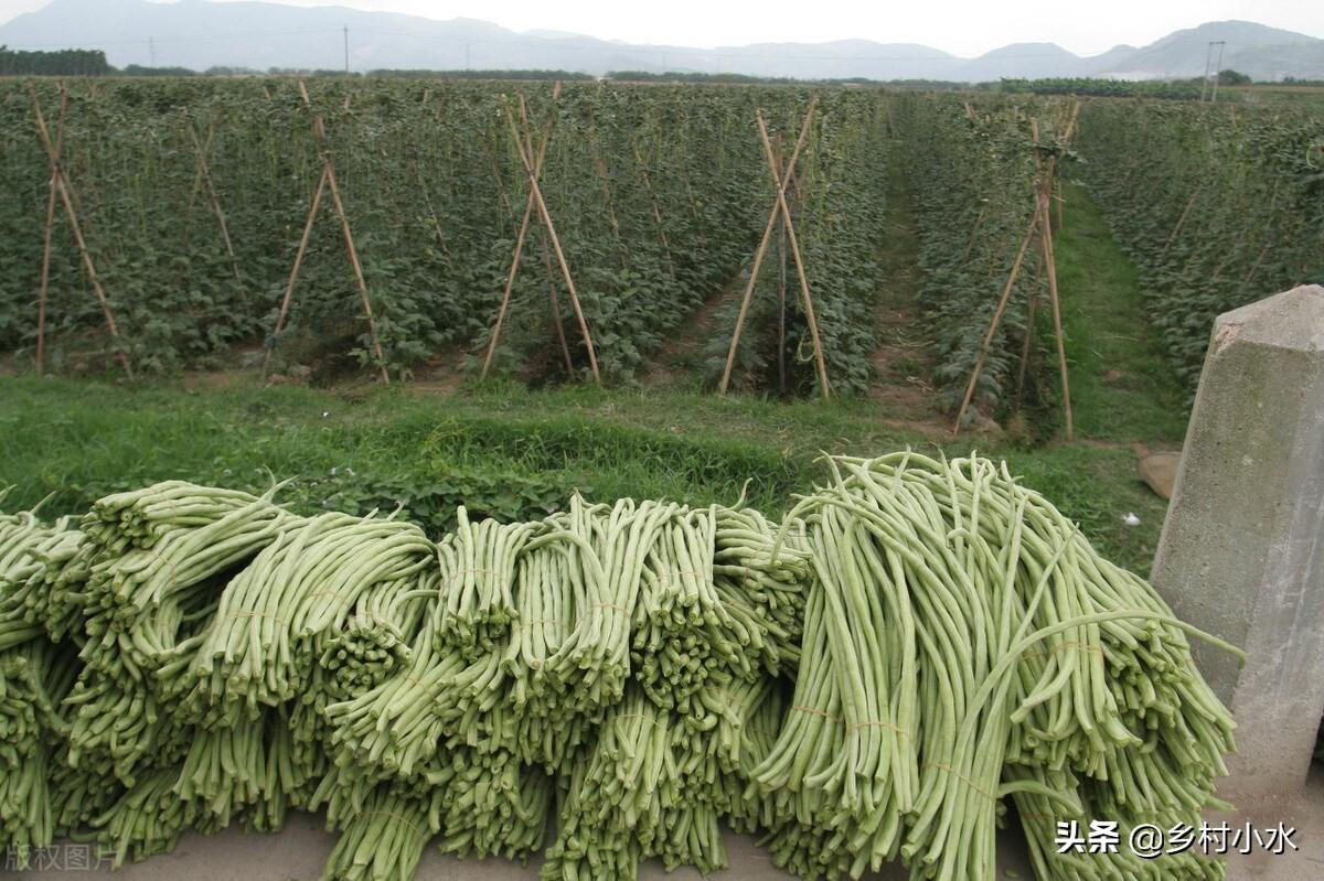 长豆角的种植方法和时间（早豆角什么时间种）-4