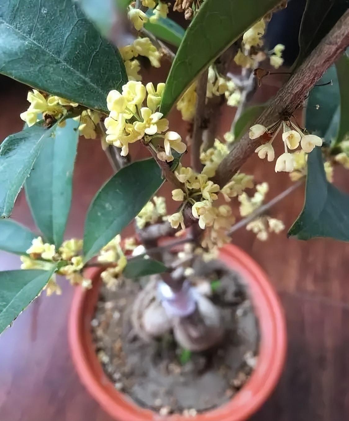 桂花的种植方法与技巧 桂花的栽培技术-8