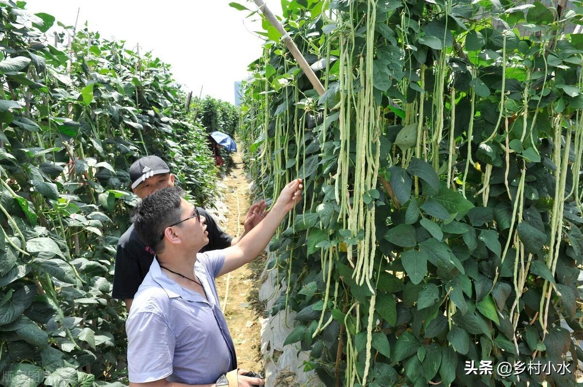 长豆角的种植方法和时间（早豆角什么时间种）-2