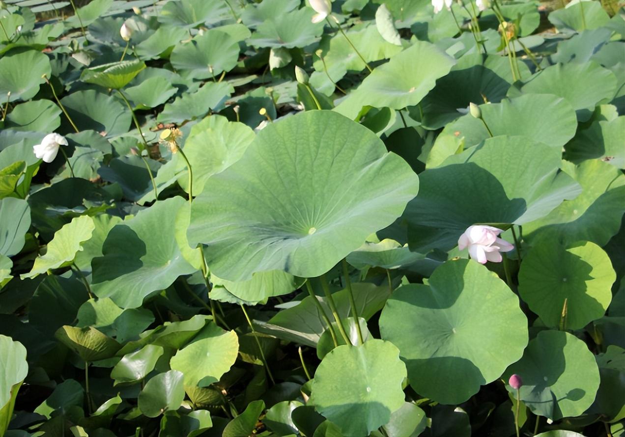 莲藕的种植时间与方法，莲藕栽培技术要点-1