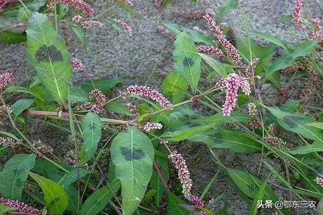 自制甜酒曲需要哪些原材料_怎样自制甜酒曲酵母-2