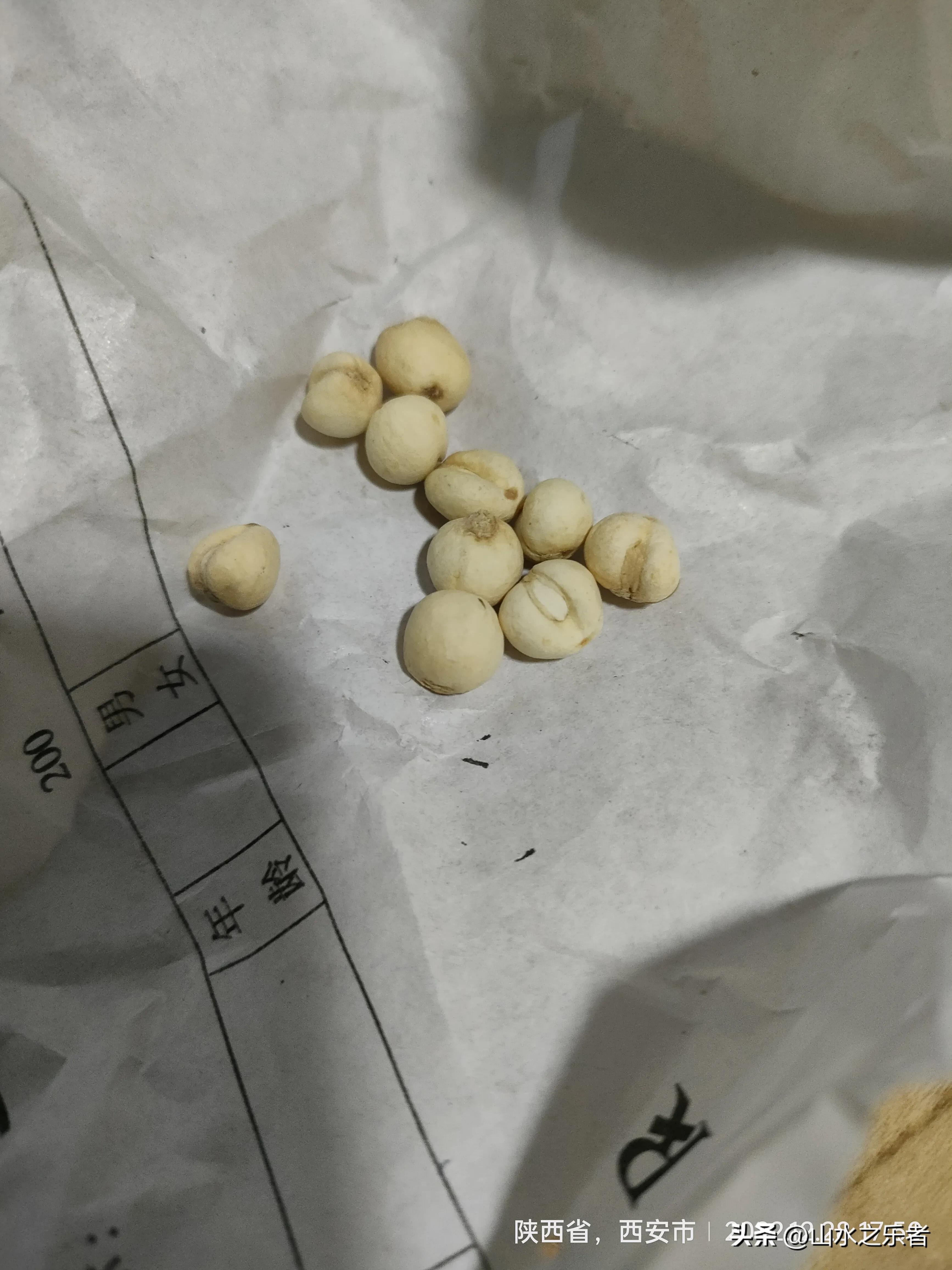 自制枇杷膏的熬制方法 川贝枇杷膏的正确做法-3