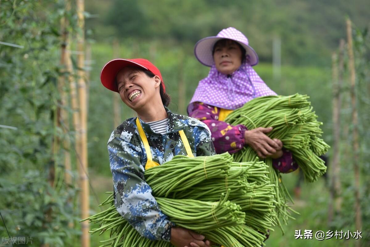 长豆角的种植方法和时间（早豆角什么时间种）-7