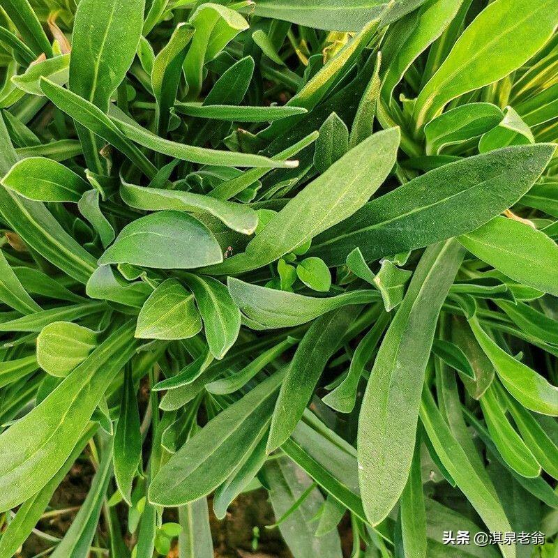 面条菜的种植时间和方法_面条菜种子几天发芽-2