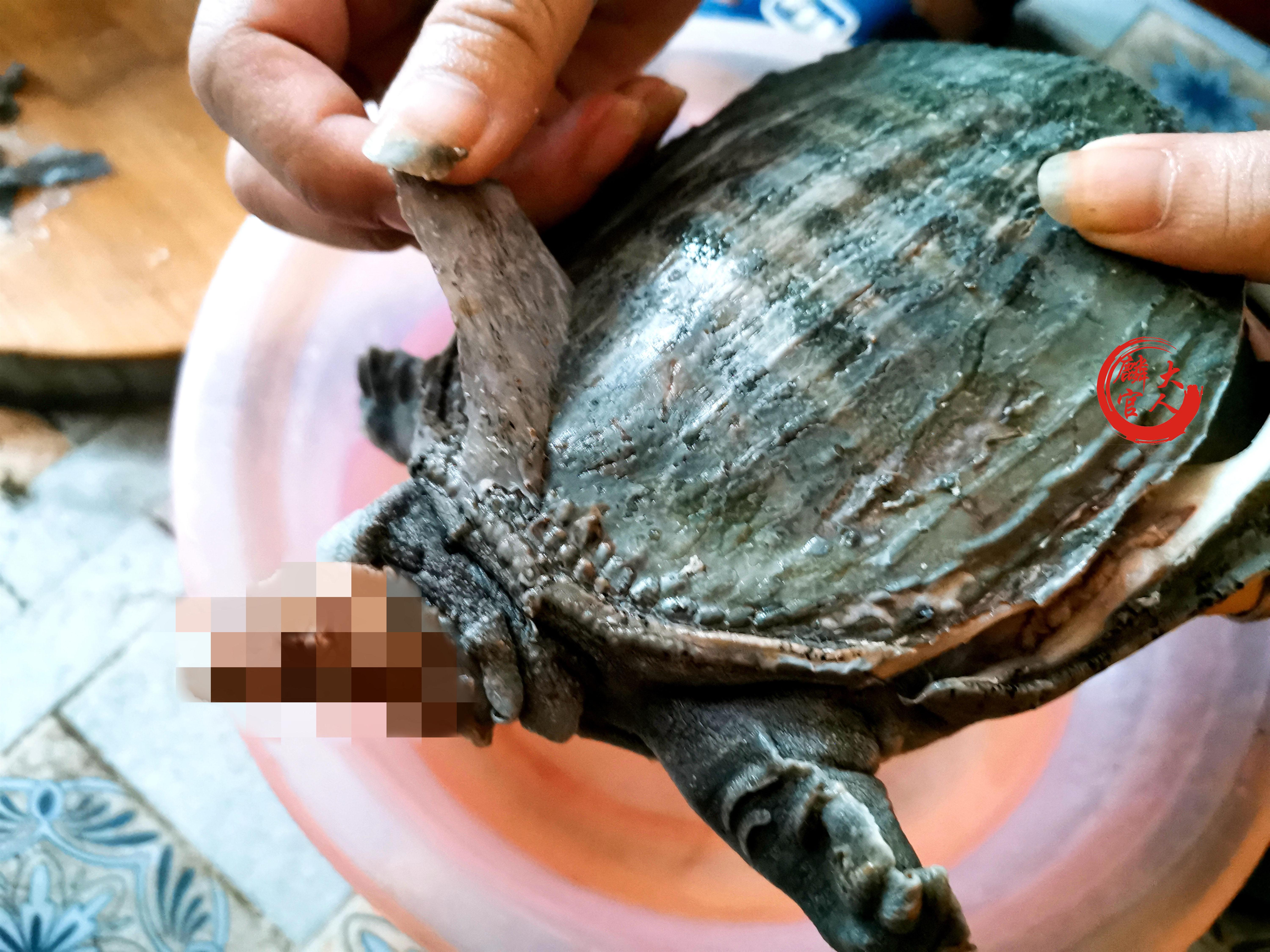 甲鱼怎样宰杀（甲鱼和什么一起炖最好）-8