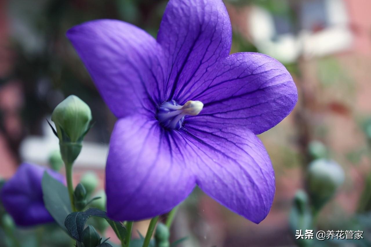 狗宝咸菜植物长什么样_桔梗咸菜为什么叫狗宝-3