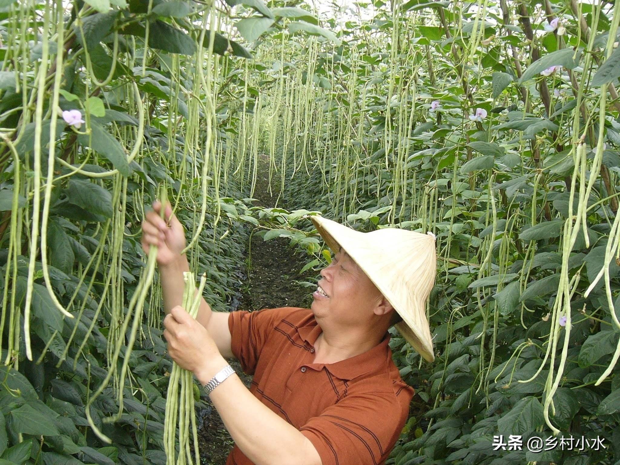长豆角的种植方法和时间（早豆角什么时间种）-1