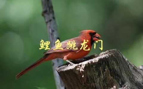 鲤鱼跳龙门(这个成语的来历和含义是什么)