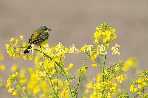 干海参如何泡发(步骤详解)-1