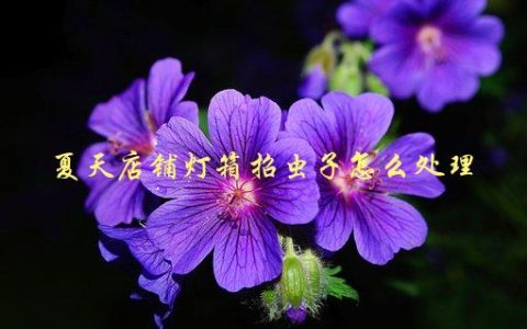 夏天店铺灯箱招虫子怎么处理，有哪些实用方法可以尝试