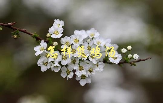 怎样煲鸡汤(让你的鸡汤口感更加鲜美)-1
