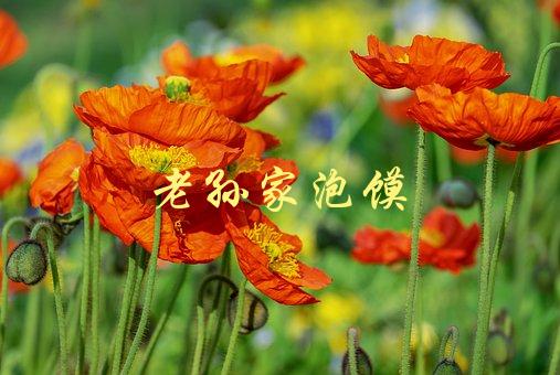 老孙家泡馍(如何制作地道的陕西泡馍)-1