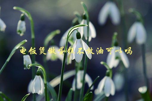 电饭煲做蛋糕不放油可以吗，你需要知道的关键细节-1