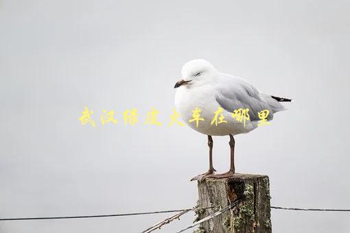 武汉绿皮火车在哪里，如何查询车次及时刻表-1