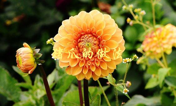 猪爪的做法(怎样烹制出口感柔嫩的美味猪爪)-1