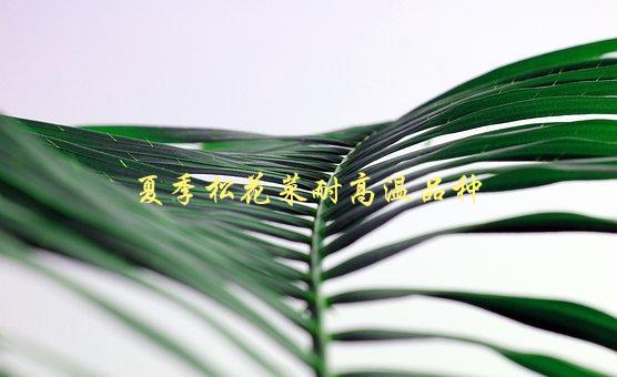 夏季松花菜耐高温品种，有哪些推荐？-1