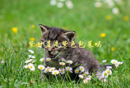 紫甘蓝是紫色包菜吗，你需要知道的关于紫甘蓝的真相-1