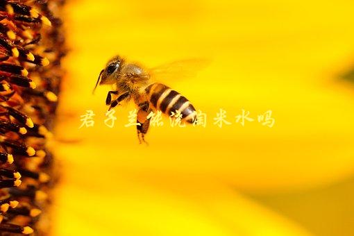 君子兰能浇淘米水吗，会对植物有害吗-1
