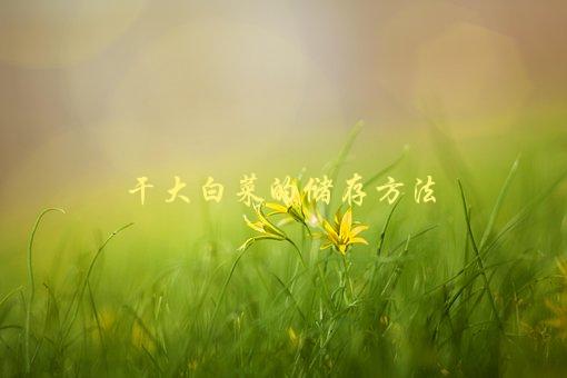 干大白菜的储存方法，如何让它保持新鲜-1