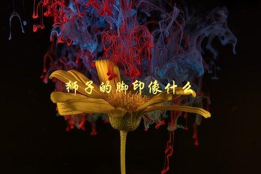 狮子的脚印像什么，如何识别野生动物的踪迹-1