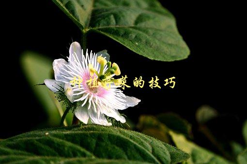 种植芹菜的技巧，如何让芹菜长得更健康-1